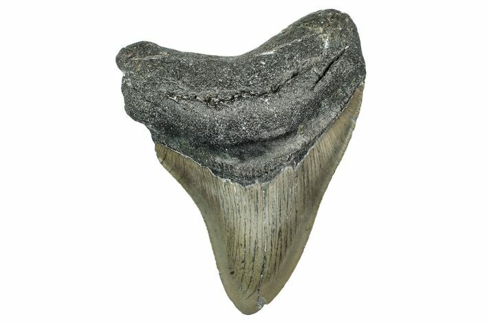Serrated, Fossil Megalodon Tooth - North Carolina #340856